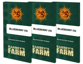 Blueberry og (3) 100% barney farm seeds